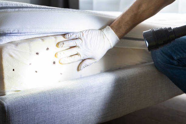 Best Affordable Pest Control Services  in San Bernardino, CA