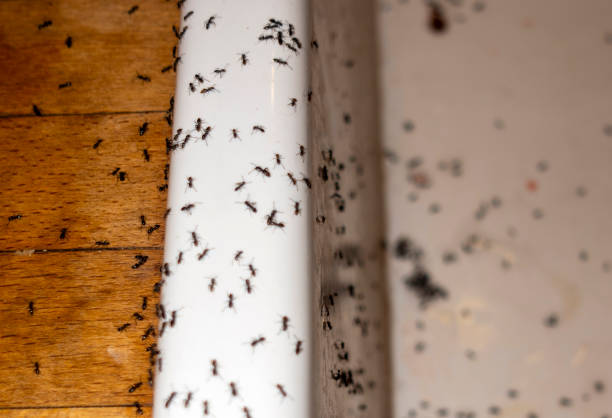 Reliable San Bernardino, CA Pest Control Solutions