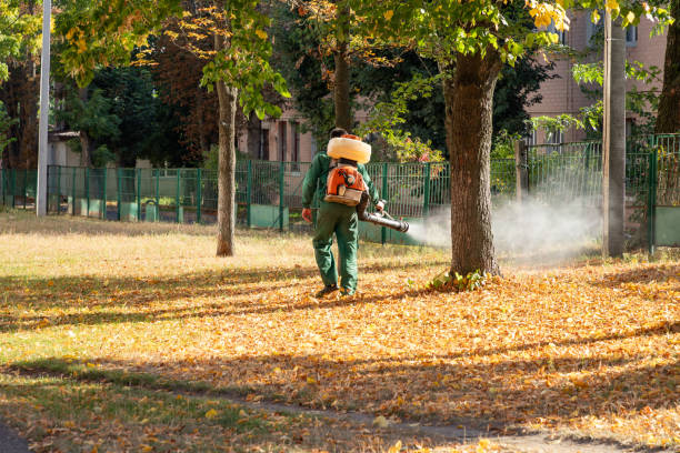 Best Flea Control Services  in San Bernardino, CA