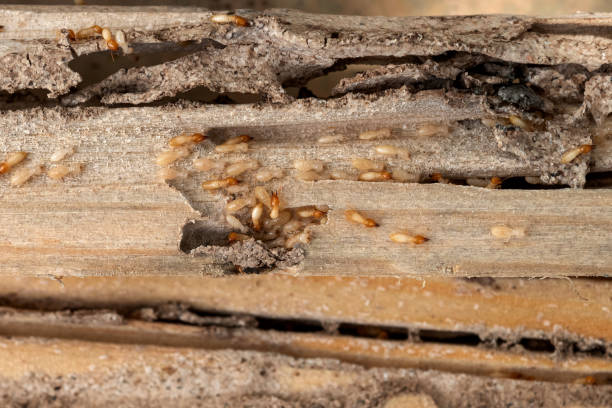 Best Affordable Pest Control Services  in San Bernardino, CA